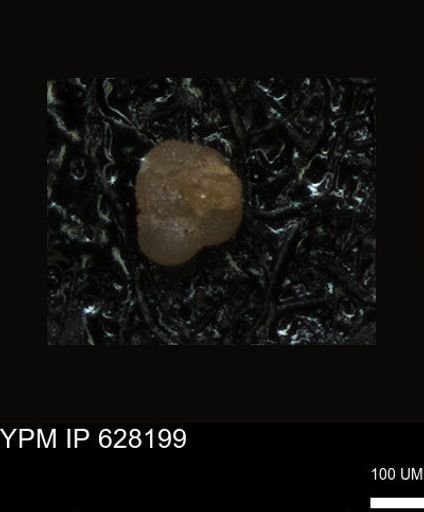 undet. Foraminiferida