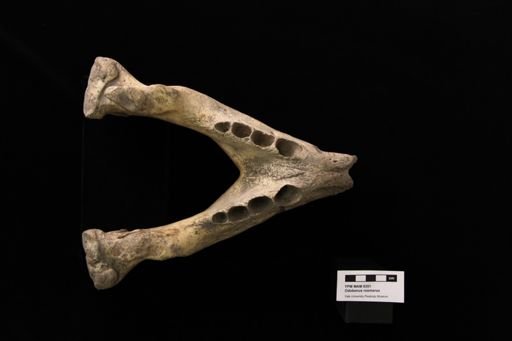 Odobenus rosmarus