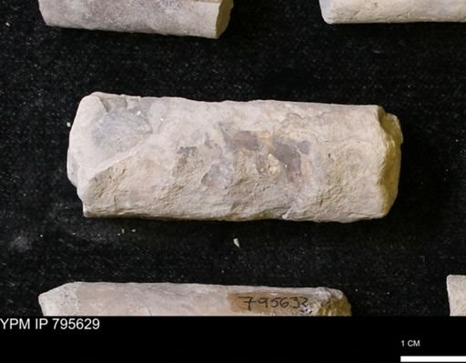 Baculites sp.