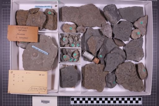 mixed taxa, stratigraphic collection