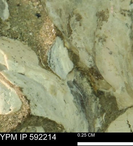 undet. Bivalvia