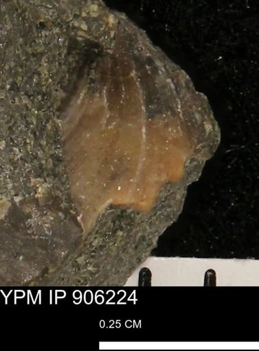 undet. Bivalvia