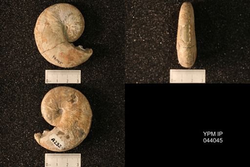 Hoploscaphites nicolletii