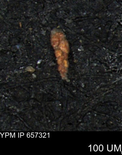 Bimonilina variana