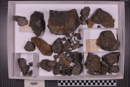 mixed taxa, stratigraphic collection