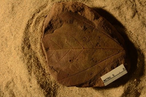 Sassafras cretaceum
