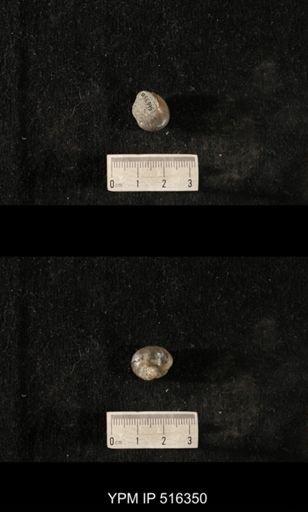Cyclonema humerosum