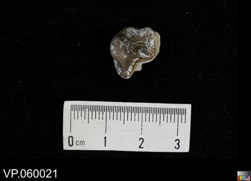 Ptychodus whippleyi