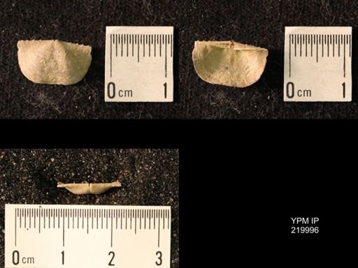 Chonetes sp.