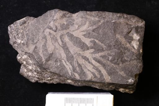 Chondrites lycopodioides