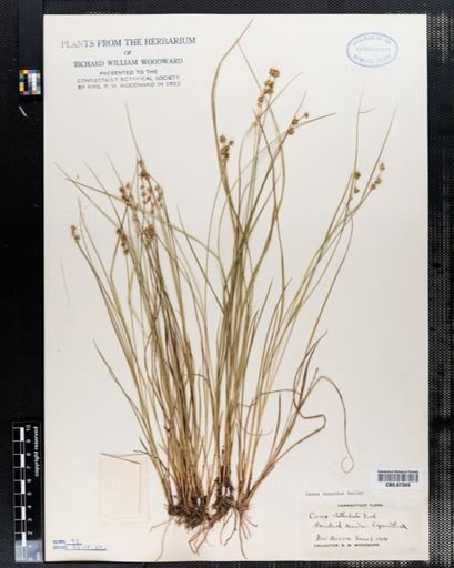 Carex stellulata