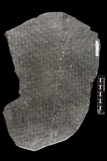 Lepidodendron sp.