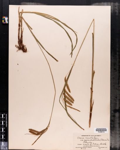 Plantae