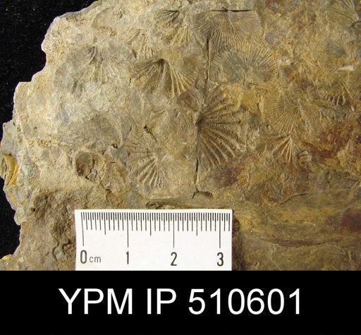 undet. Delthyridoidea