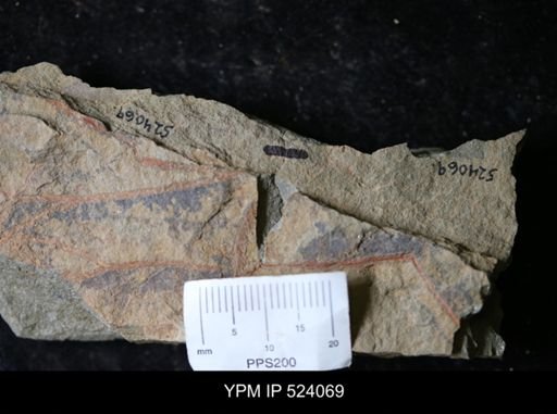 undet. Graptolithina