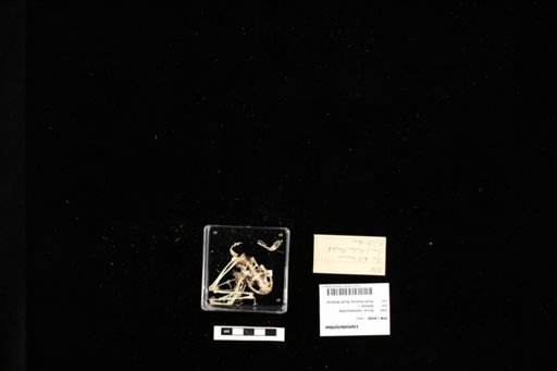 Leptodactylidae