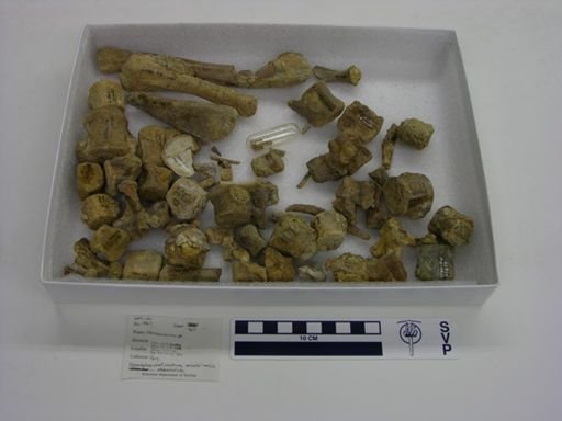 Champsosaurus sp.