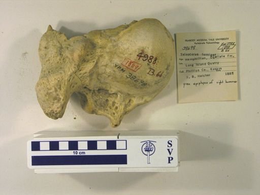 Teleoceras fossiger