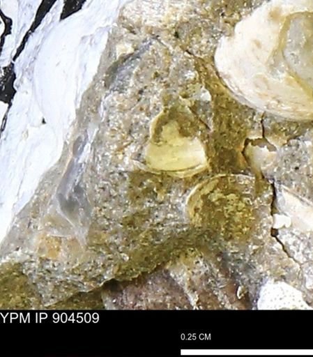undet. Mollusca