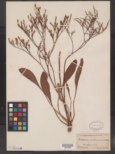 Limonium nashii