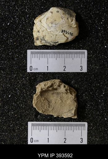 Ostrea glabra