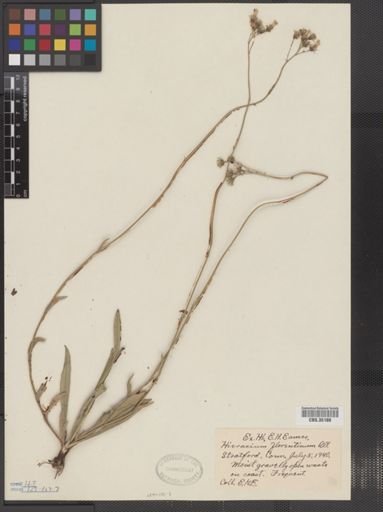 Hieracium florentinum