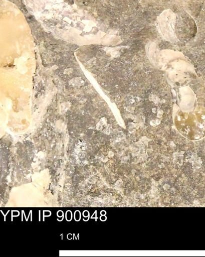 undet. Mollusca