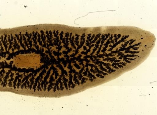 Procotyla fluviatilis