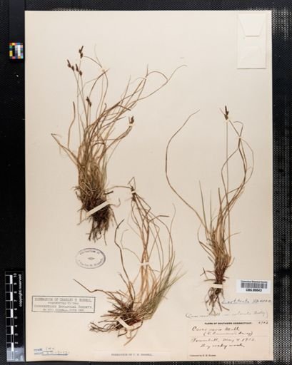 Carex artitecta