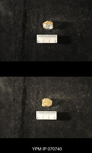 Favosites sp.