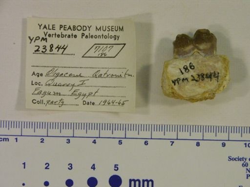 Hyracoidea