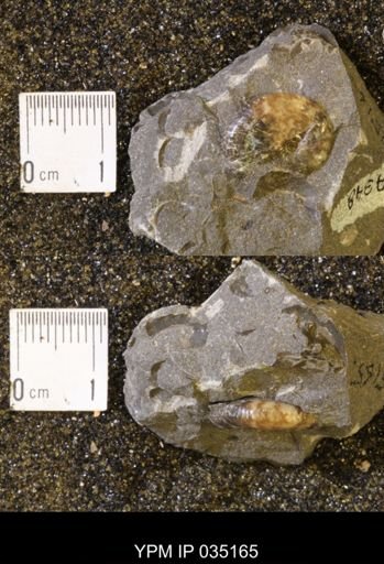 Discoscaphites rossi