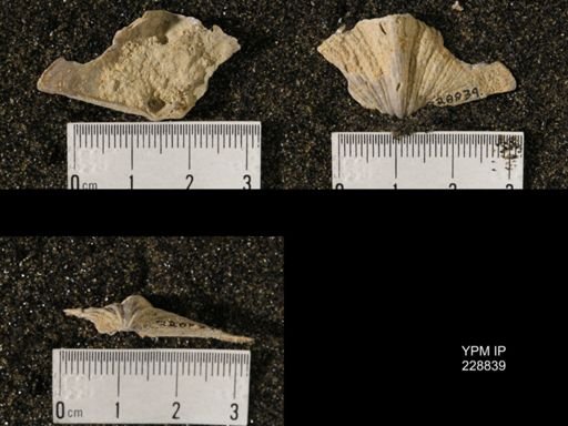 Neospirifer triplicatus