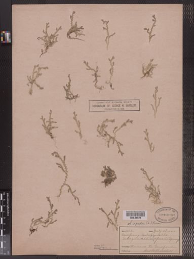 Selaginella apoda