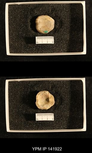 Productus (Dictyoclostus) indicus