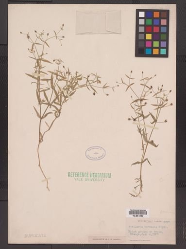 Stellaria calycantha