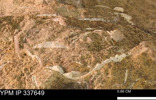 undet. Mollusca