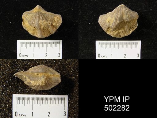 Spirifer cameratus
