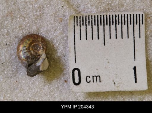Hoploscaphites nicolletii