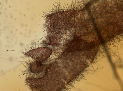 Leucosolenia