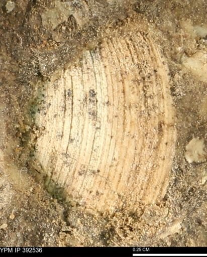 Limopsis striatopunctatus