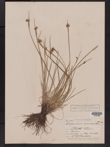 Sisyrinchium mucronatum