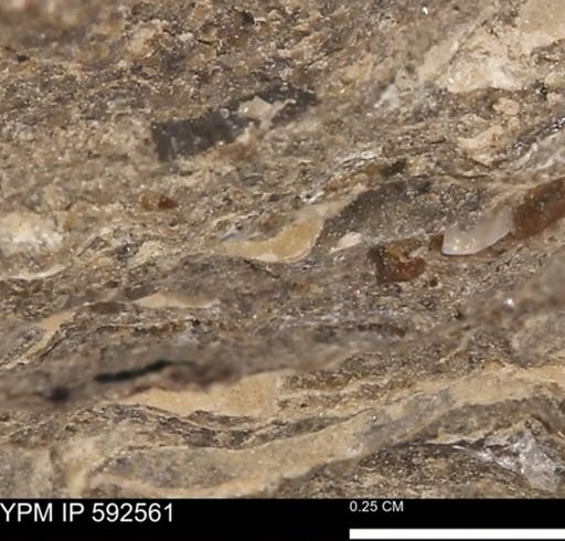 undet. Mollusca