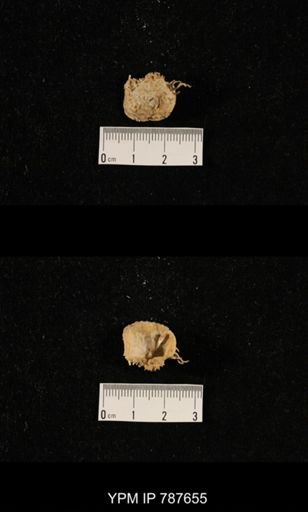 undet. Brachiopoda