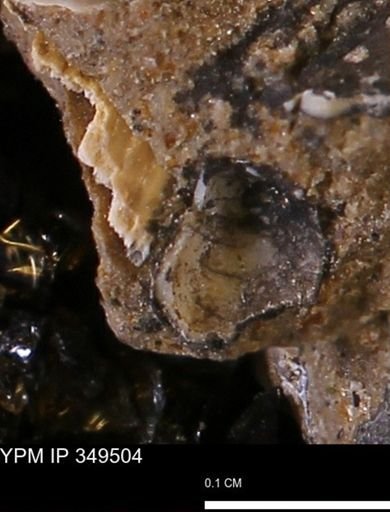 undet. Mollusca