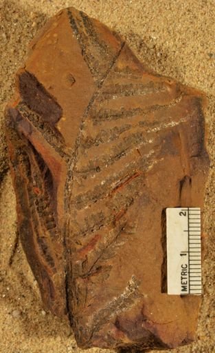 Pecopteris