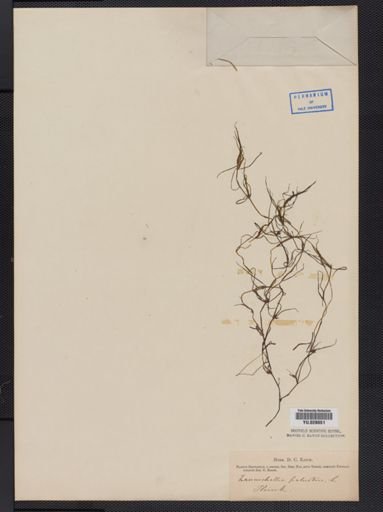 Zannichellia palustris