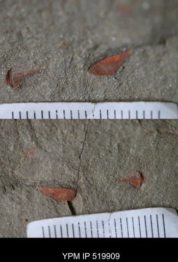 undet. Xiphosurida