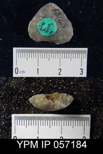 undet. Brachiopoda