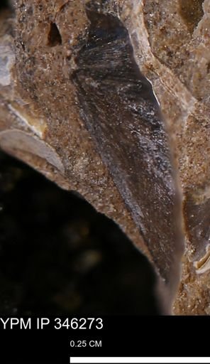 Limopsis striatopunctatus